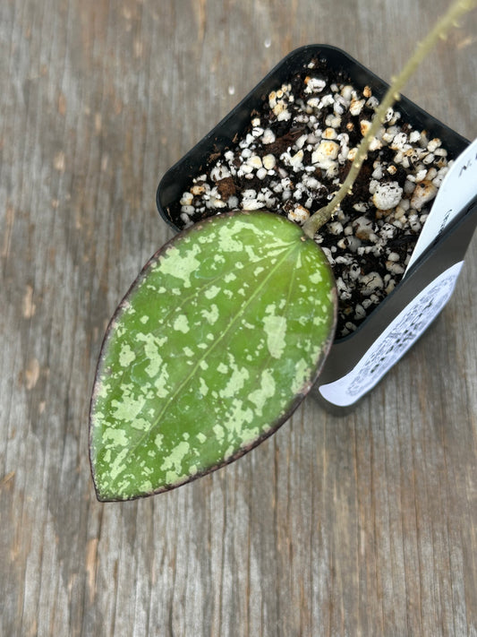 Hoya (Cinnamomifolia x Sulawesiana) 'Aura'