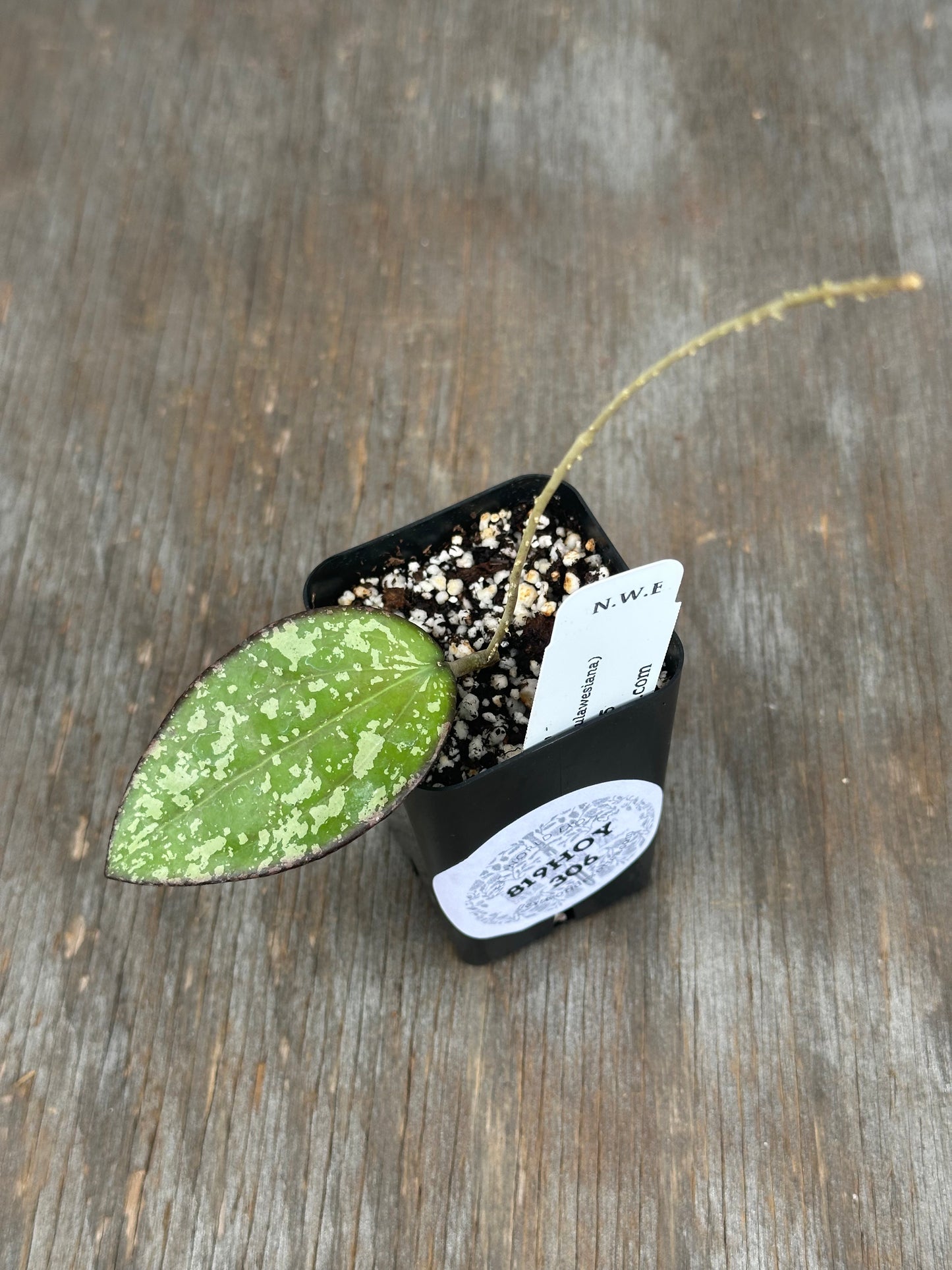 Hoya Aura (Cinnamomifolia x Sulawesiana)