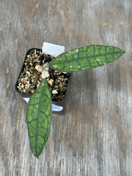 Hoya Clemensiorum Black Splash