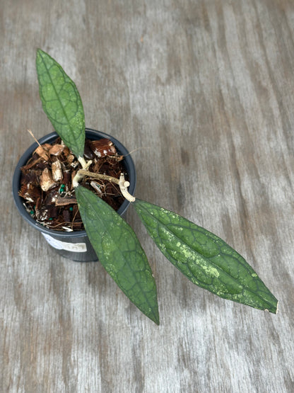 Hoya Clemensiorum 'Black Splash' staked in a 4-inch pot, showcasing green leaves with splash patterns, perfect for exotic houseplant collections.