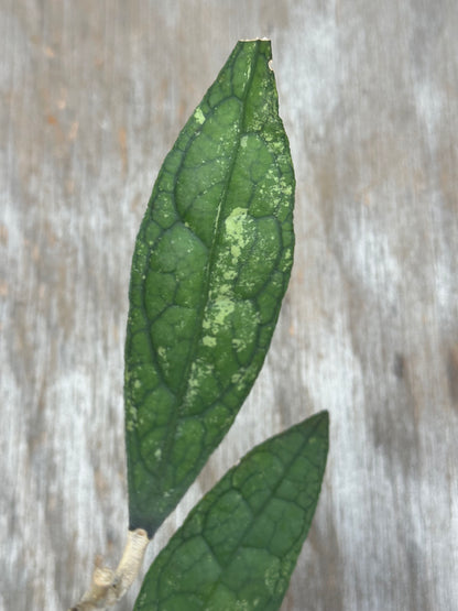 Hoya Clemensiorum 'Black Splash' in a 4-inch pot, featuring close-up details of its textured leaves, perfect for exotic houseplant enthusiasts.