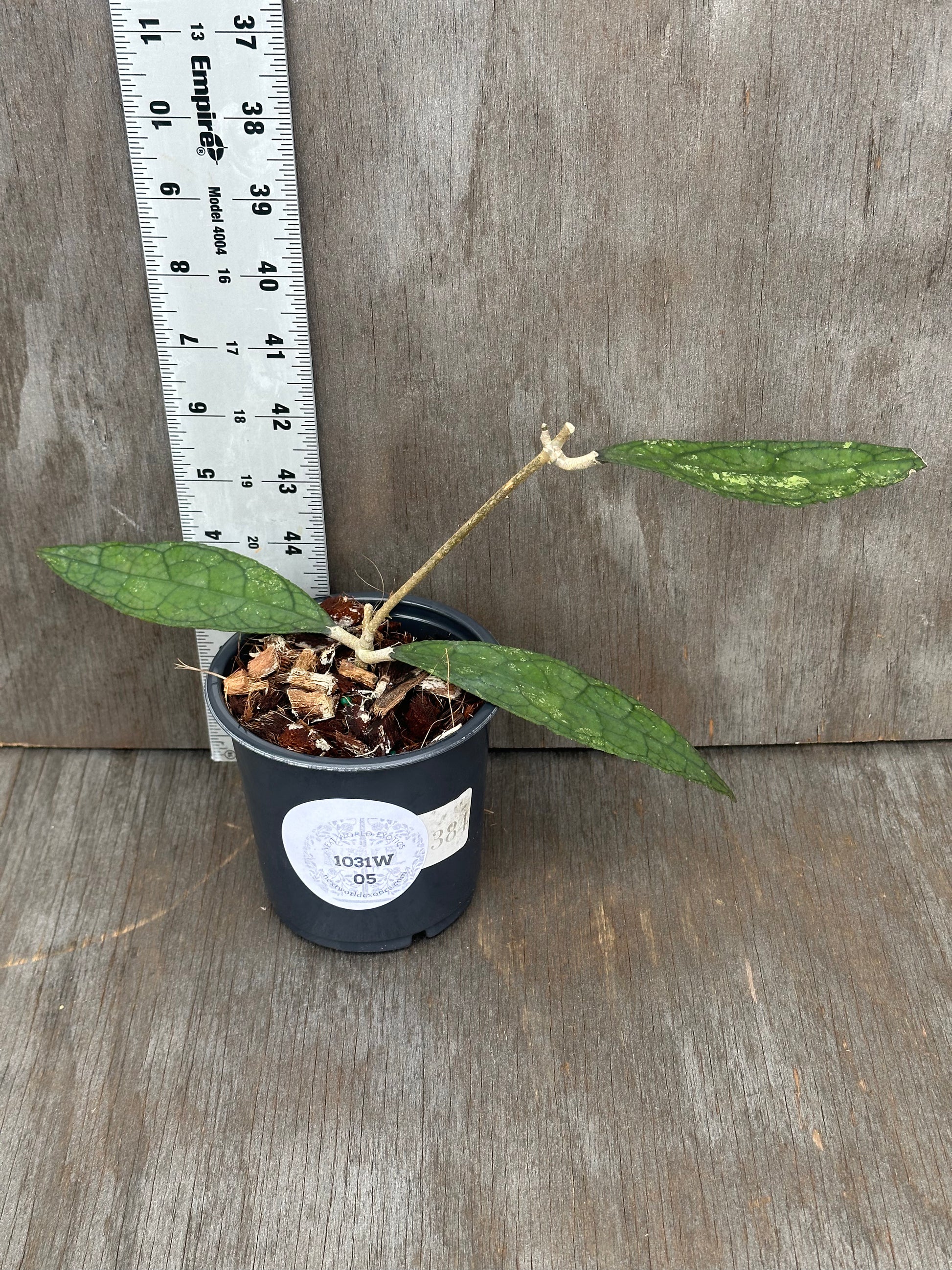 Hoya Clemensiorum 'Black Splash' in a 4-inch pot, staked for support, showcasing its rare, exotic houseplant appeal, perfect for collectors or beginners.