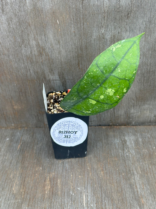 Hoya Clemensiorum Borneo