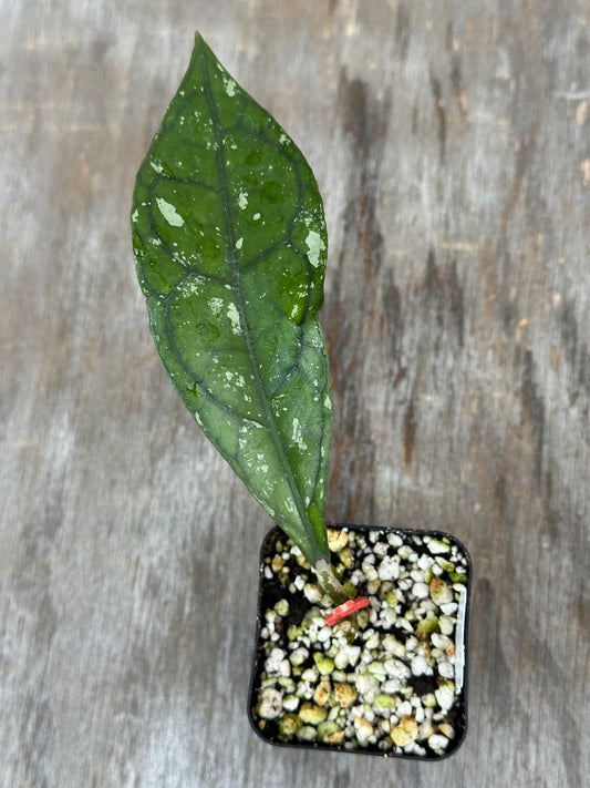 Hoya Clemensiorum 'Borneo Splash' 727WEB051