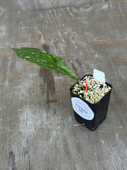 Hoya Clemensiorum 'Borneo Splash' 727WEB051