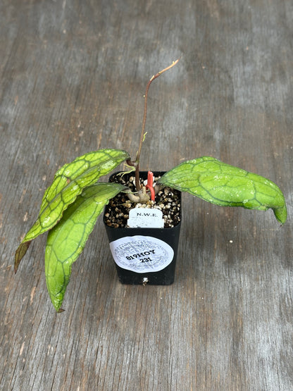 Hoya Clemensiorum 'Crocodile'