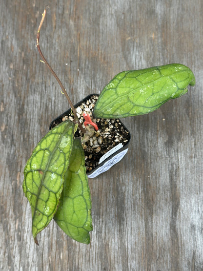 Hoya Clemensiorum 'Crocodile'