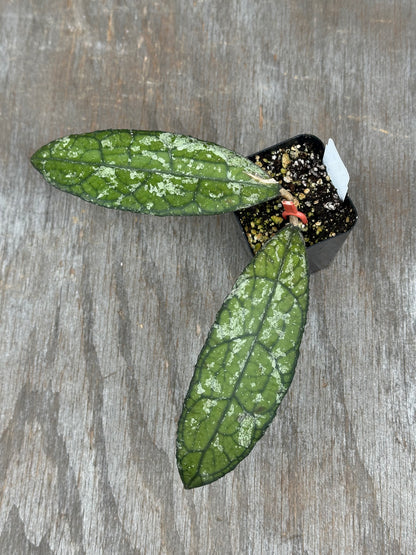 Hoya Clemensiorum 'Dragon Scale' high splash! 803WEB001