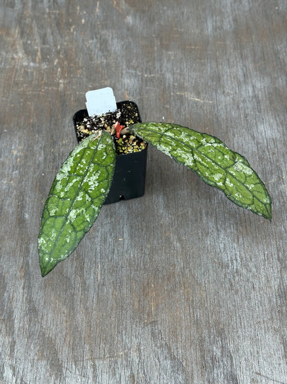 Hoya Clemensiorum 'Dragon Scale' high splash! 803WEB001