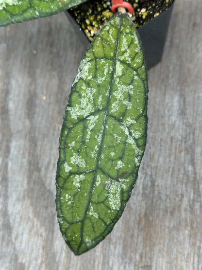 Hoya Clemensiorum 'Dragon Scale' high splash! 803WEB001
