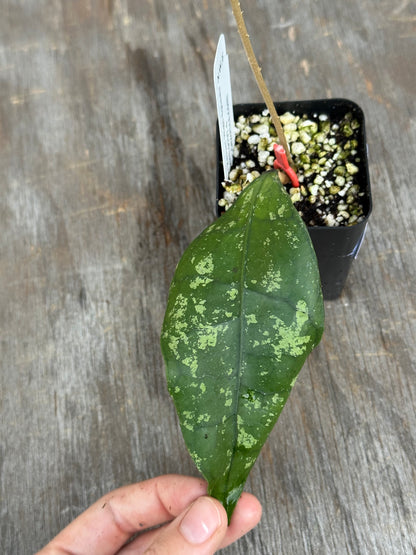 A hand holding a green leaf with light green variegation, next to a small black plastic pot filled with soil and perlite on a weathered gray wooden surface.