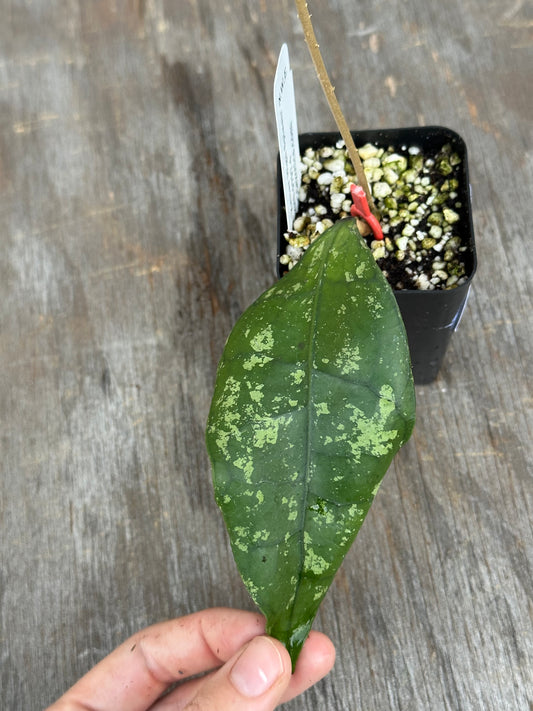 A hand holding a green leaf with light green variegation, next to a small black plastic pot filled with soil and perlite on a weathered gray wooden surface.