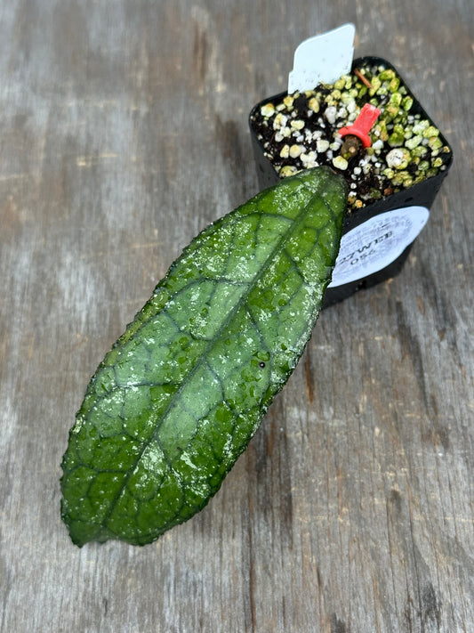 Hoya Clemensiorum 'Narrow Splash' 727WEB056