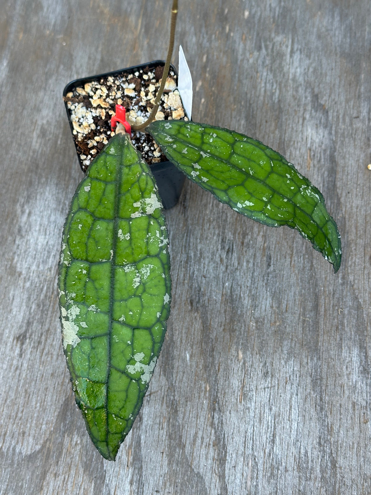 Hoya Clemensiorum 'Pink Splash'