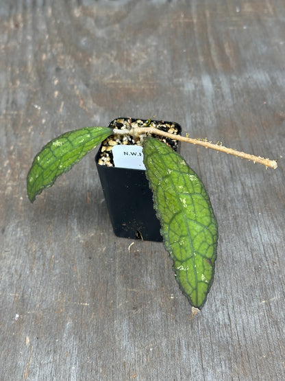 Hoya Clemensiorum Sumatra 803WEB023