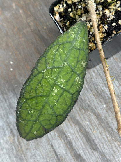 Hoya Clemensiorum Sumatra 803WEB023