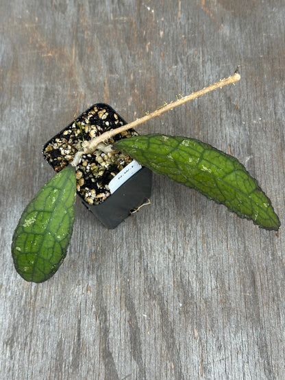 Hoya Clemensiorum Sumatra 803WEB023