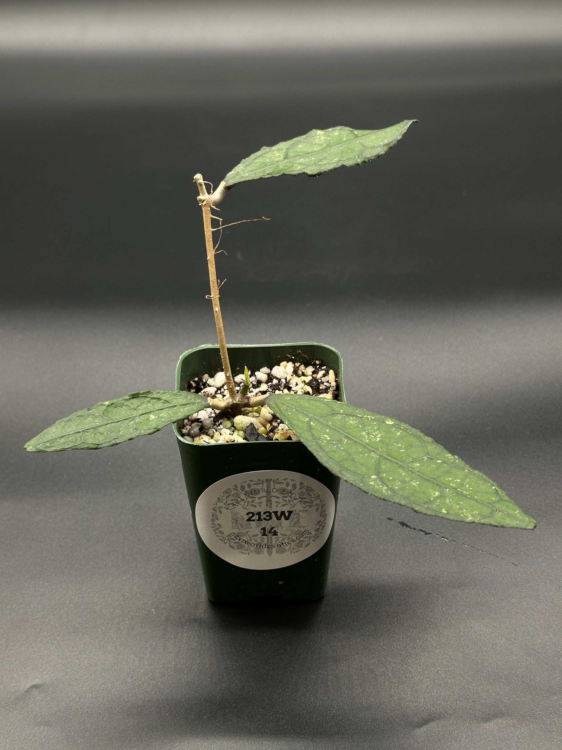 Hoya Clemensiorum 'Black Splash' (213W14) – Next World Exotics