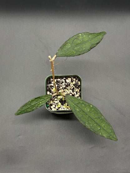 Hoya Clemensiorum 'Black Splash' (213W14) – Next World Exotics Hoya Clemensiorum 'Black Splash' (213W14) – Next World Exotics