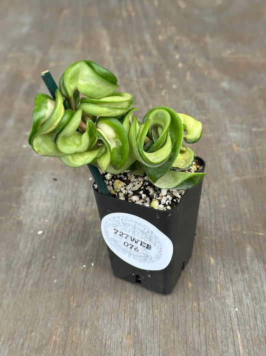 Hoya Compacta 'Mauna Loa' 727WEB076