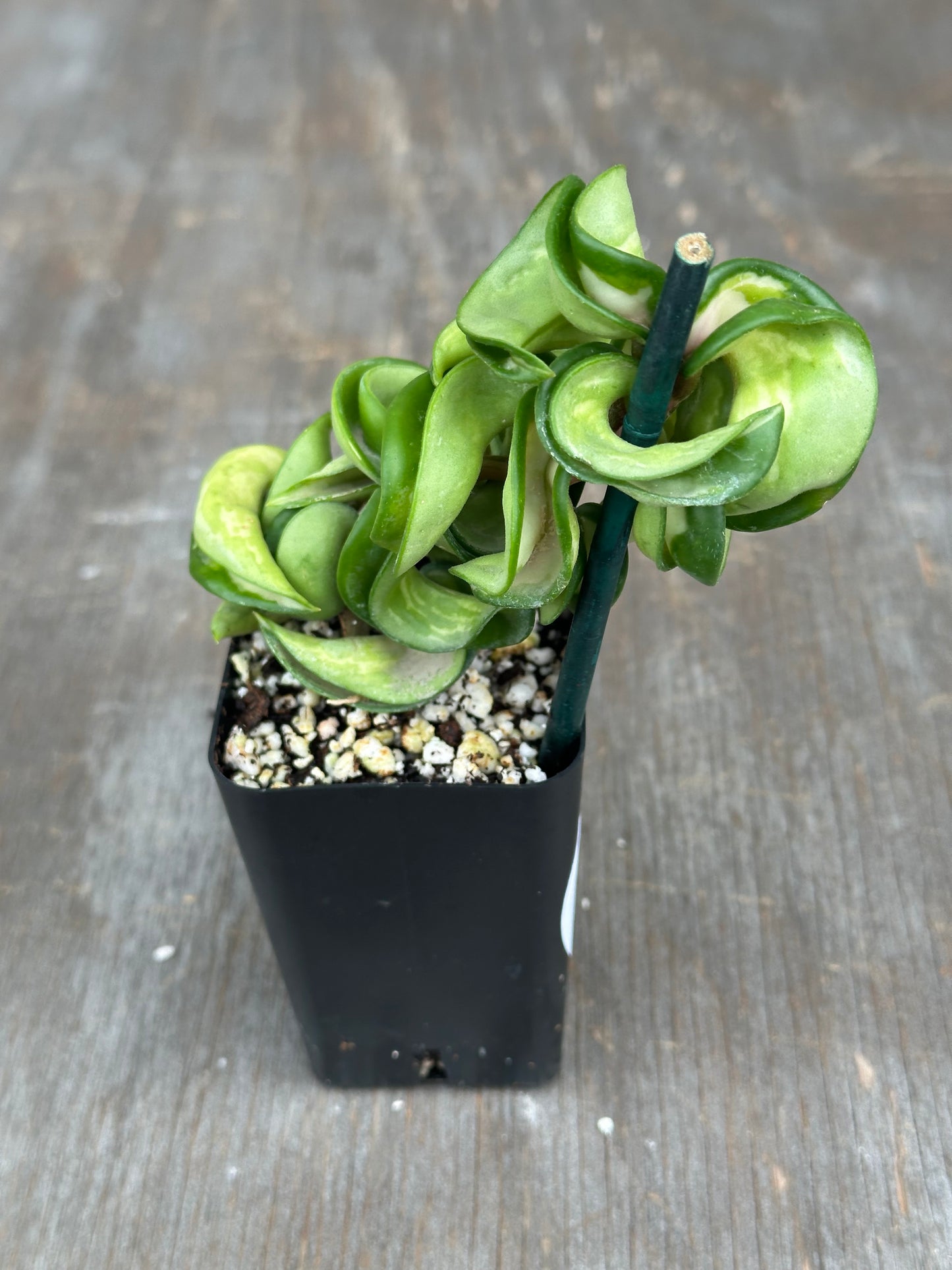 Hoya Compacta 'Mauna Loa' 727WEB076