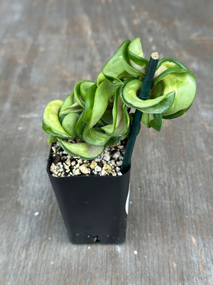 Hoya Compacta 'Mauna Loa' 727WEB076