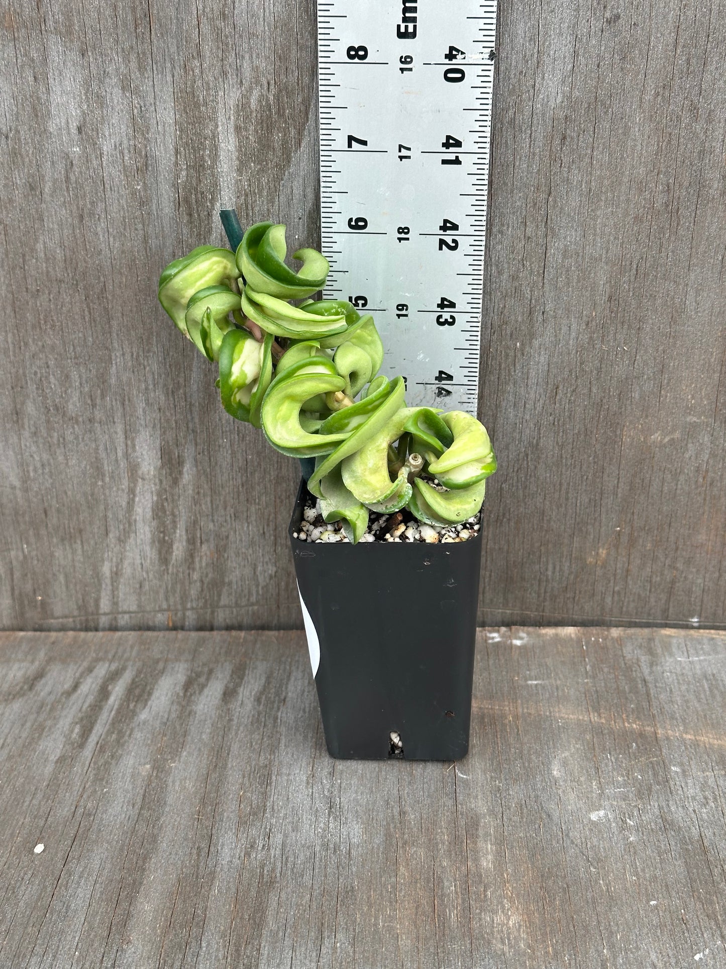 Hoya Compacta 'Mauna Loa' 727WEB076