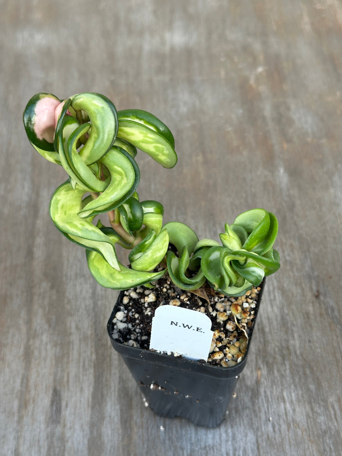 Hoya Compacta 'Mauna Loa' Variegated