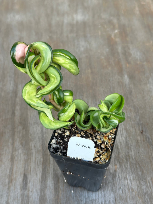 Hoya Compacta 'Mauna Loa' Variegated