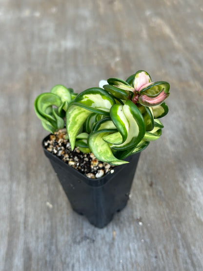 Hoya Compacta 'Mauna Loa' Variegated