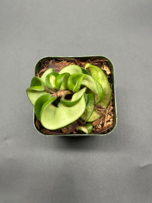 Hoya Compacta Variegata cv. 'Mauno Loa' in square pot, showcasing its lush, curly green leaves, perfect for exotic houseplant enthusiasts.