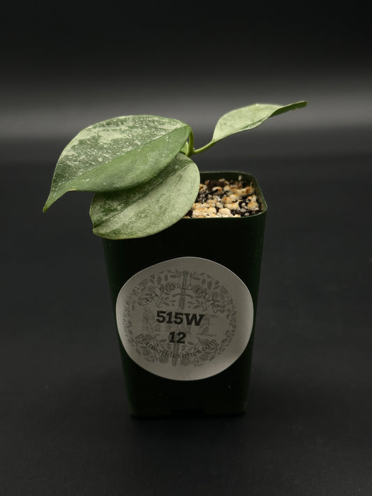 Hoya Coriacea 'Silver' in a 2.25-inch pot, showcasing its unique foliage, ideal for collectors seeking rare variegated tropical houseplants from Next World Exotics.