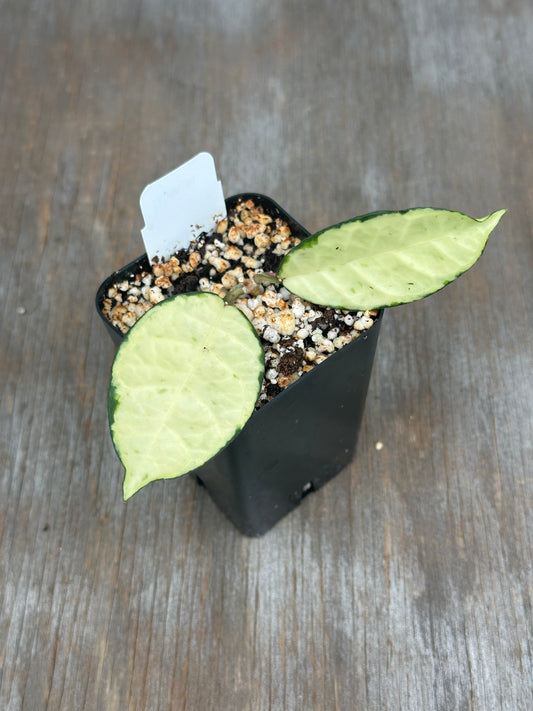 Hoya Crassipetiolata Variegated