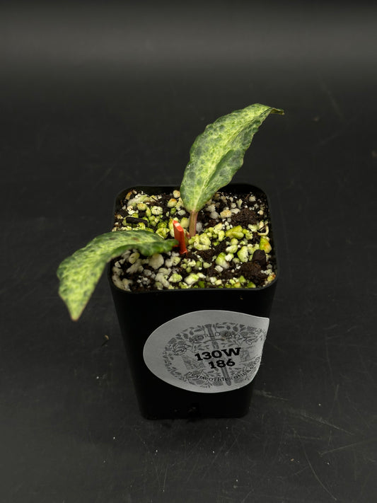 Hoya 'Crocodile' (130W186) in a black nursery pot with potting soil, featuring two young lance-shaped leaves with distinct, high-contrast veining.