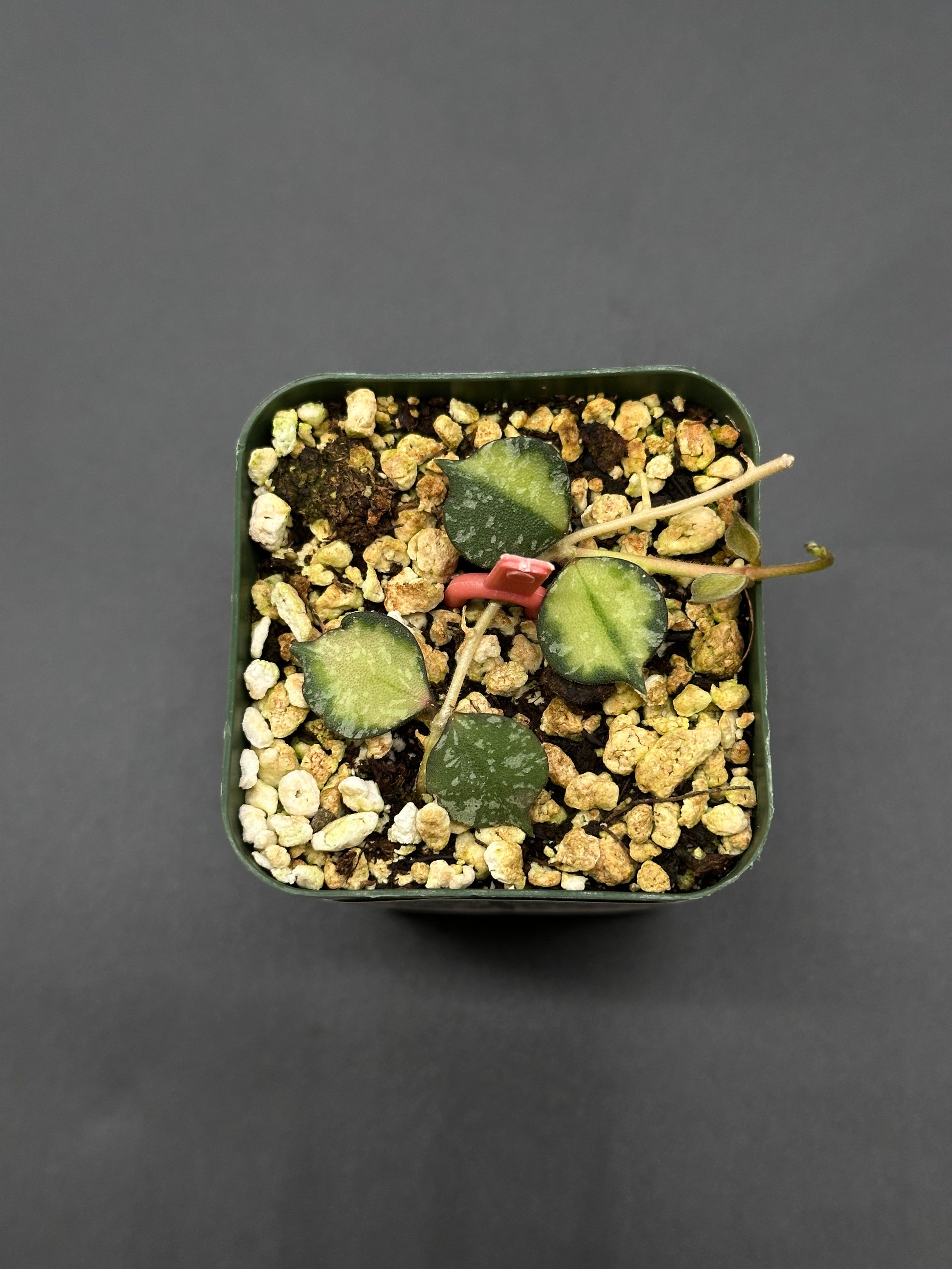 Hoya Curtisii Variegated (410W11) – Next World Exotics Hoya Curtisii Variegated (410W11) – Next World Exotics