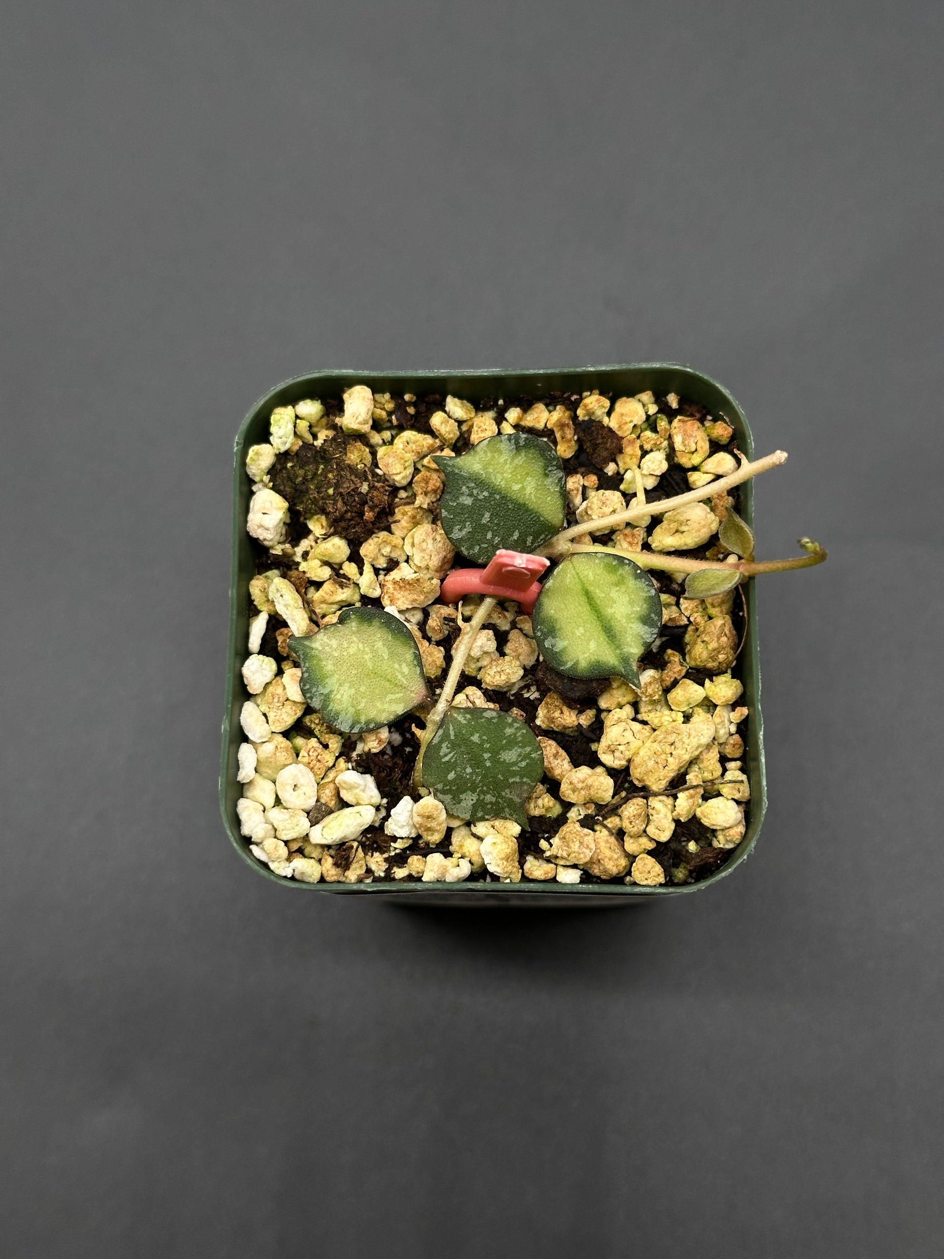 Hoya Curtisii Variegated (410W11) – Next World Exotics