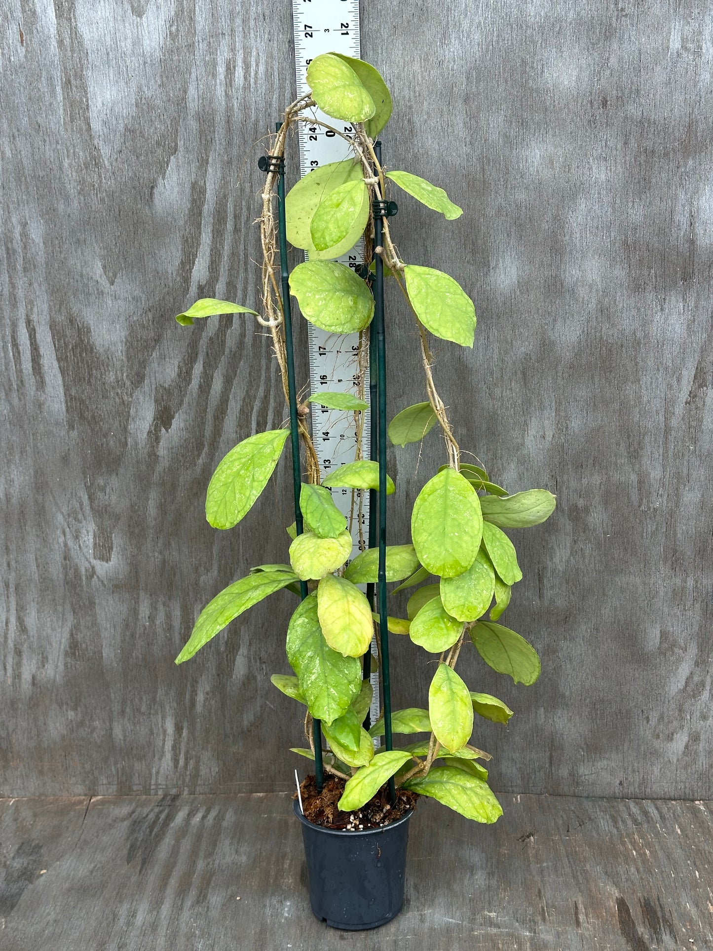 Hoya Deykeae x Chicken Farm 803WEB017