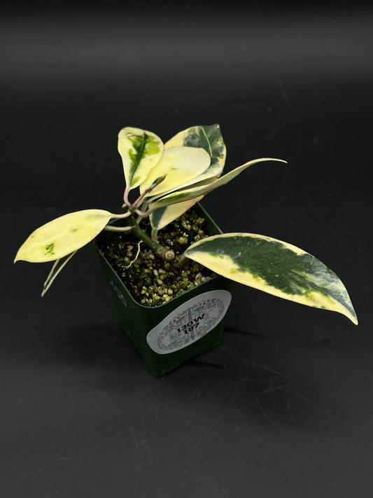 Hoya diversifolia 'Albomarginata' cutting in a small pot, showcasing thick, variegated leaves. Perfect for collectors seeking resilient, exotic houseplants.