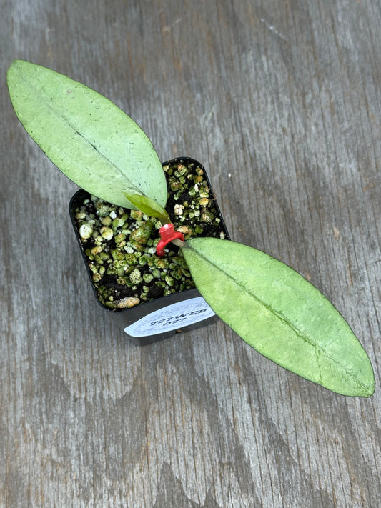 Hoya 'Elena' 727WEB027