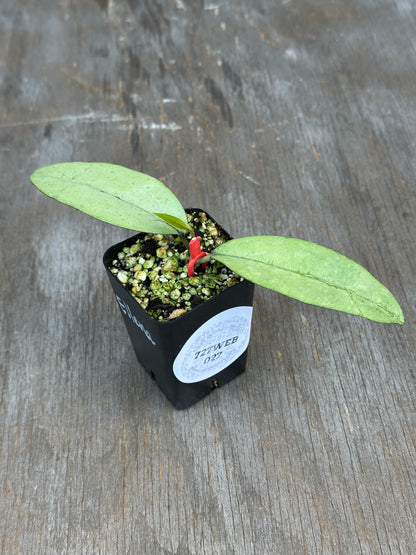 Hoya 'Elena' 727WEB027