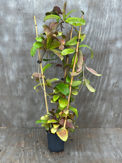 Hoya Erythrina Long Leaves 803WEB020