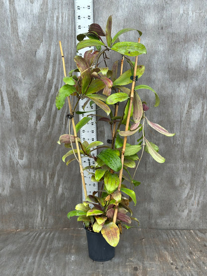 Hoya Erythrina Long Leaves 803WEB020