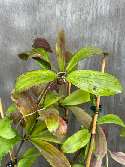 Hoya Erythrina Long Leaves 803WEB020