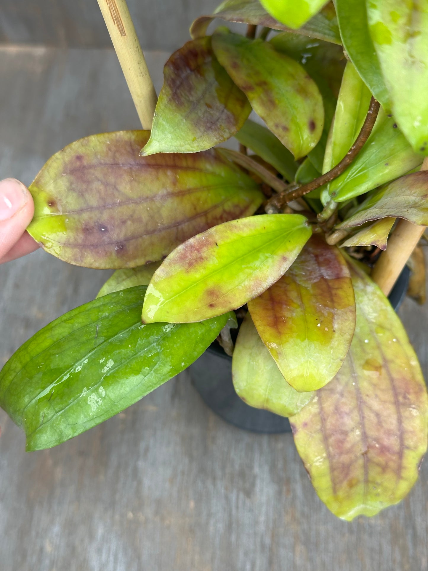 Hoya Erythrina Long Leaves 803WEB020