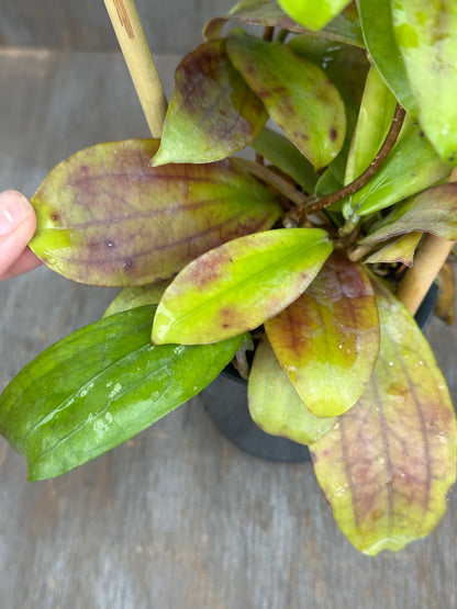 Hoya Erythrina Long Leaves 803WEB020