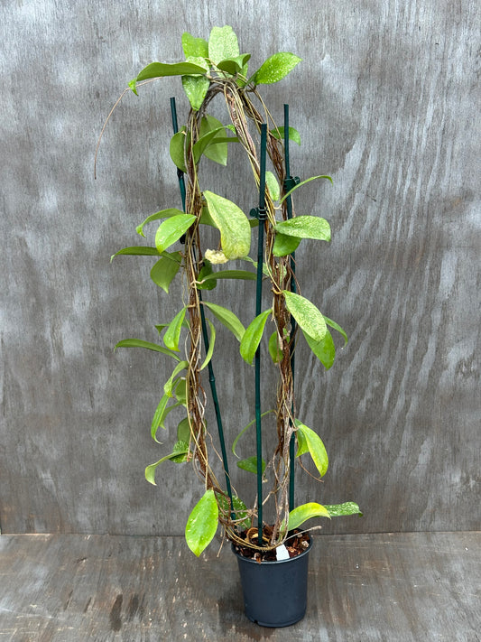 Hoya Erythrina Splash 803WEB019