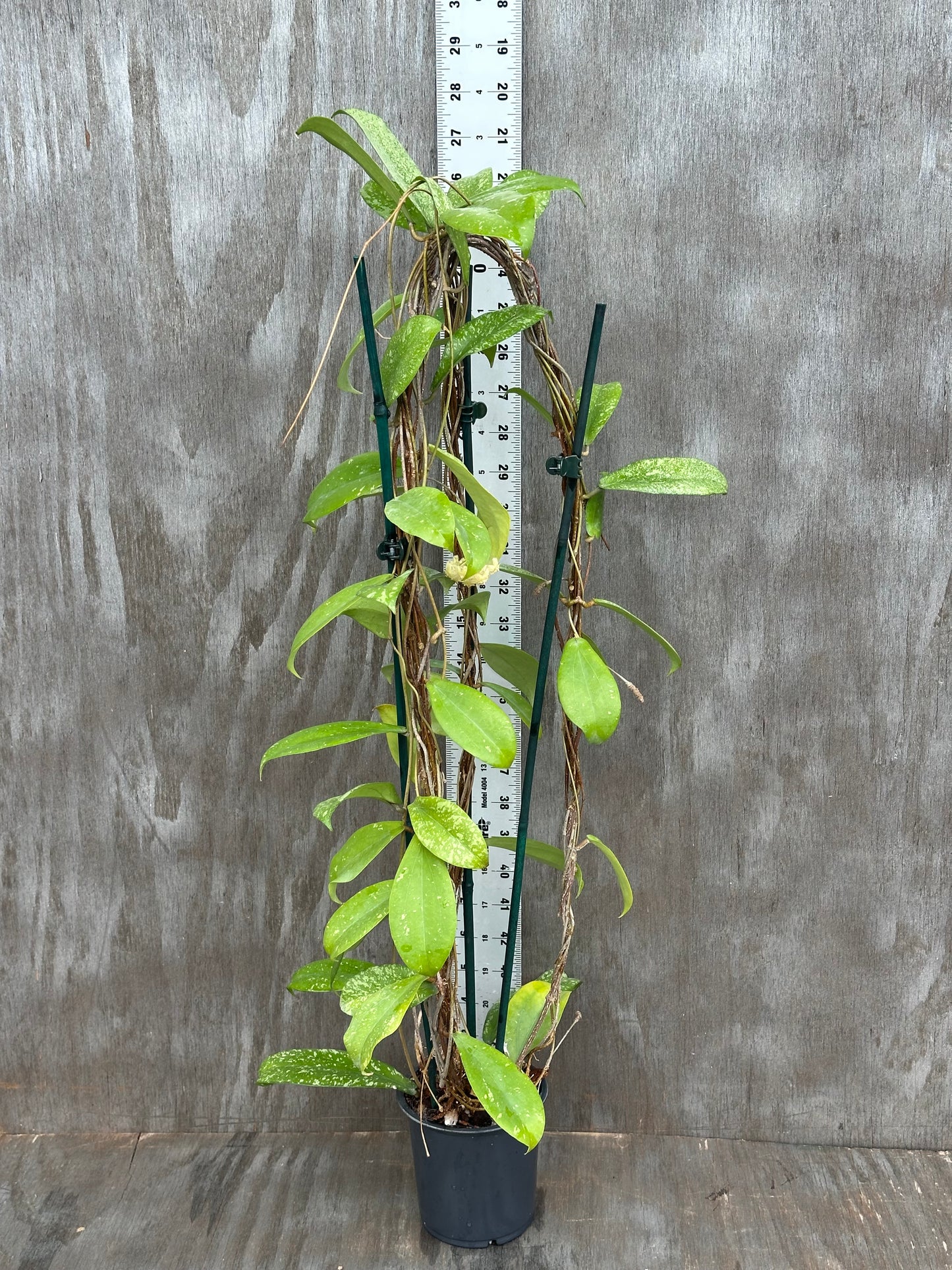 Hoya Erythrina Splash 803WEB019