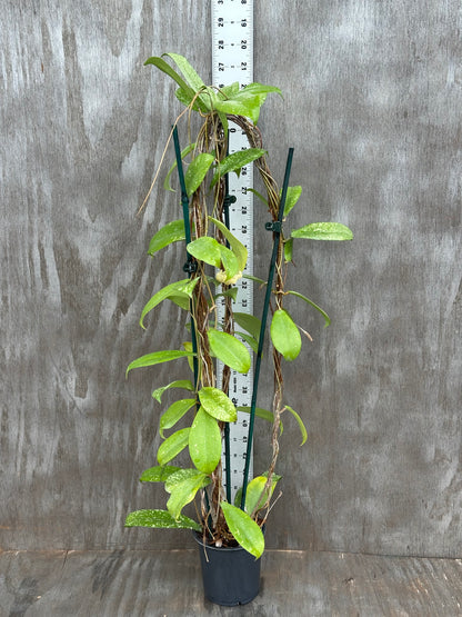 Hoya Erythrina Splash 803WEB019
