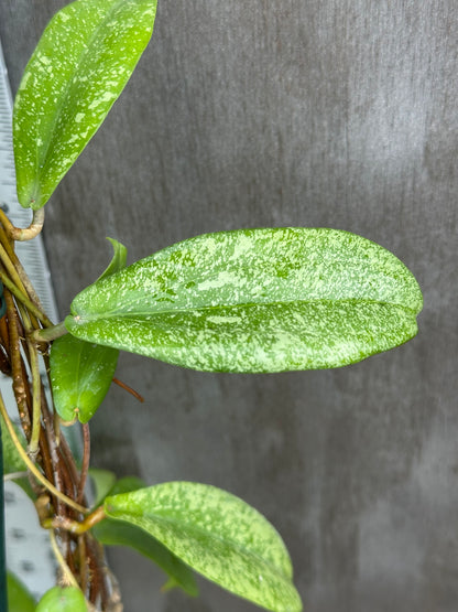 Hoya Erythrina Splash 803WEB019