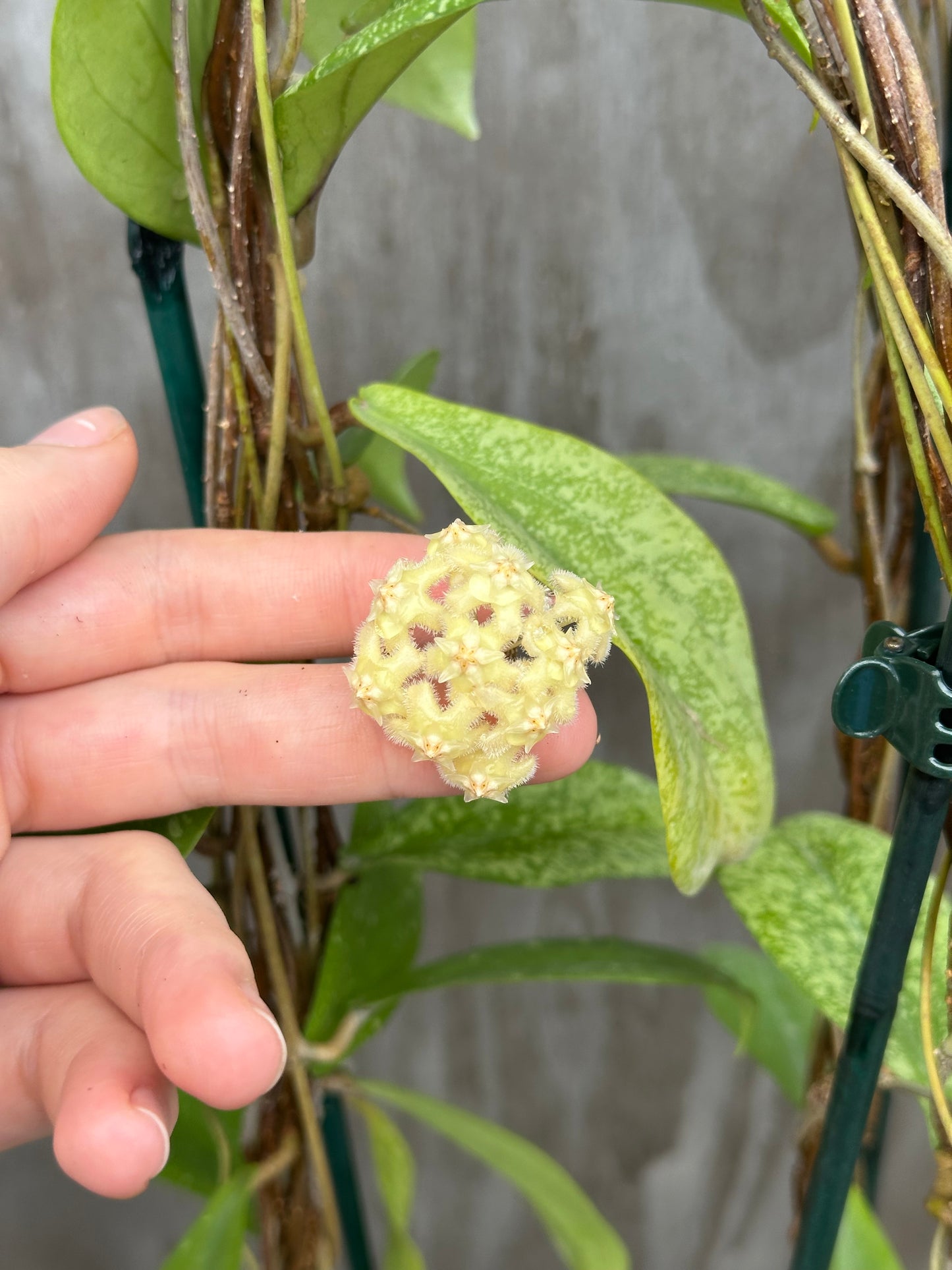 Hoya Erythrina Splash 803WEB019